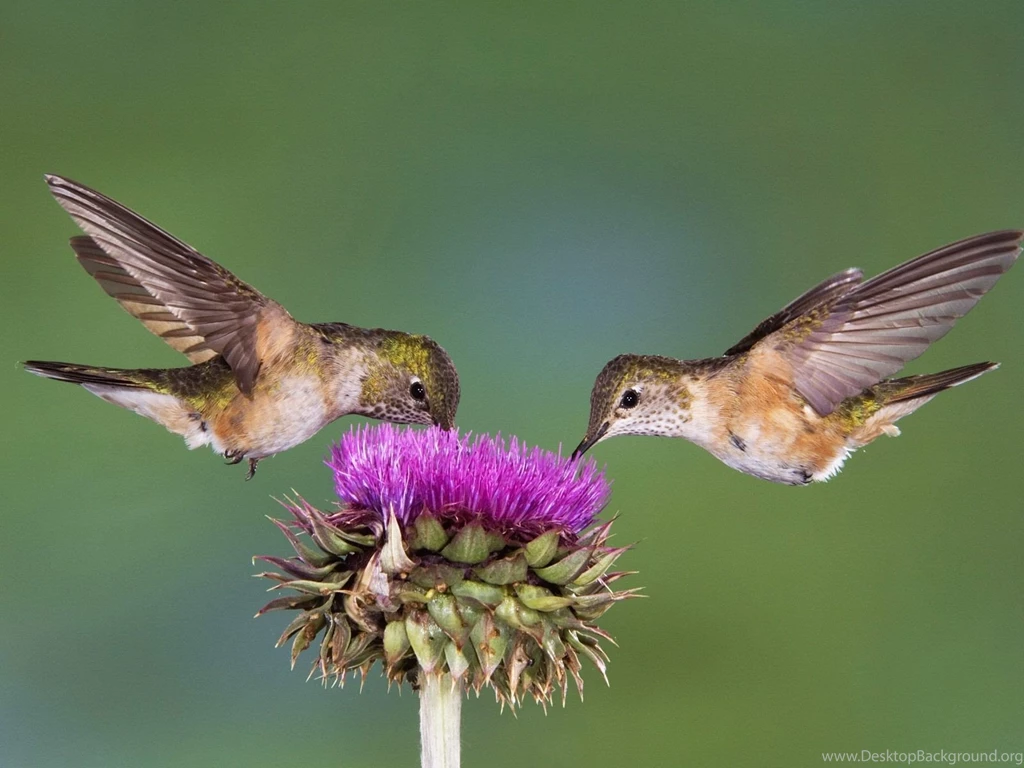 Hummingbirds Wallpapers