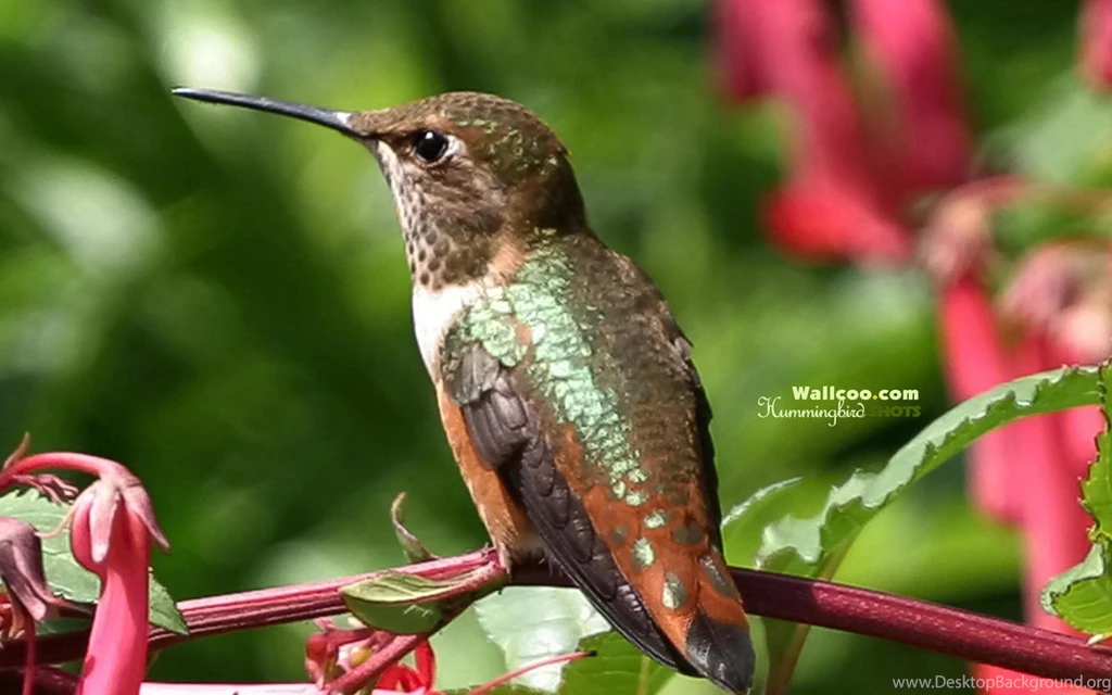Hummingbird And Flowers   Widescreen Hummingbirds Wallpapers ...