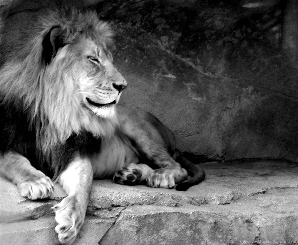 Lion, Roar, Black, And, White, Full, Screen, High, Resolution ...