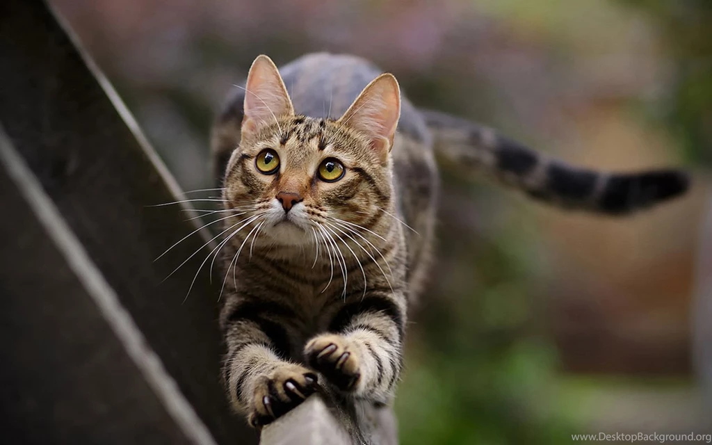 Naughty Cute Tabby Cat In The Grass Wallpapers 9 - Animal ...