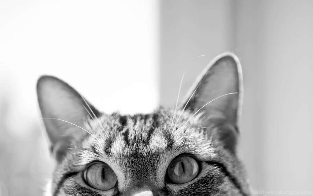 Tabby Cat Desktop Wallpapers (11)