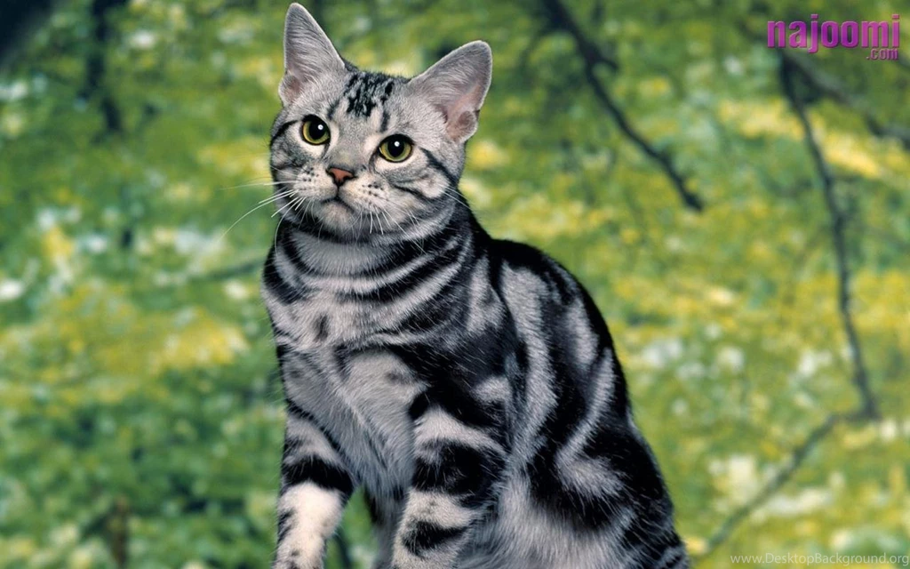 Download Tabby Cat Active Picture Wallpapers 1280x800