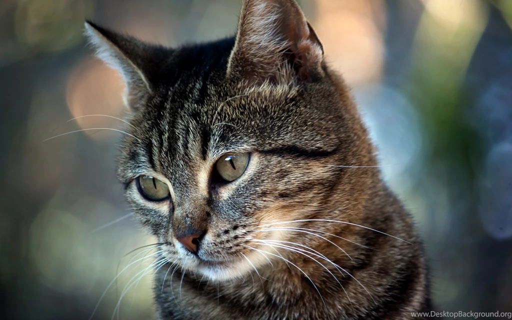Tabby Cat Desktop Wallpapers