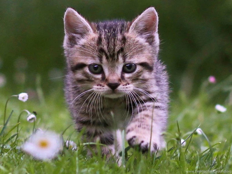 Cute Tabby Kitten Wallpapers