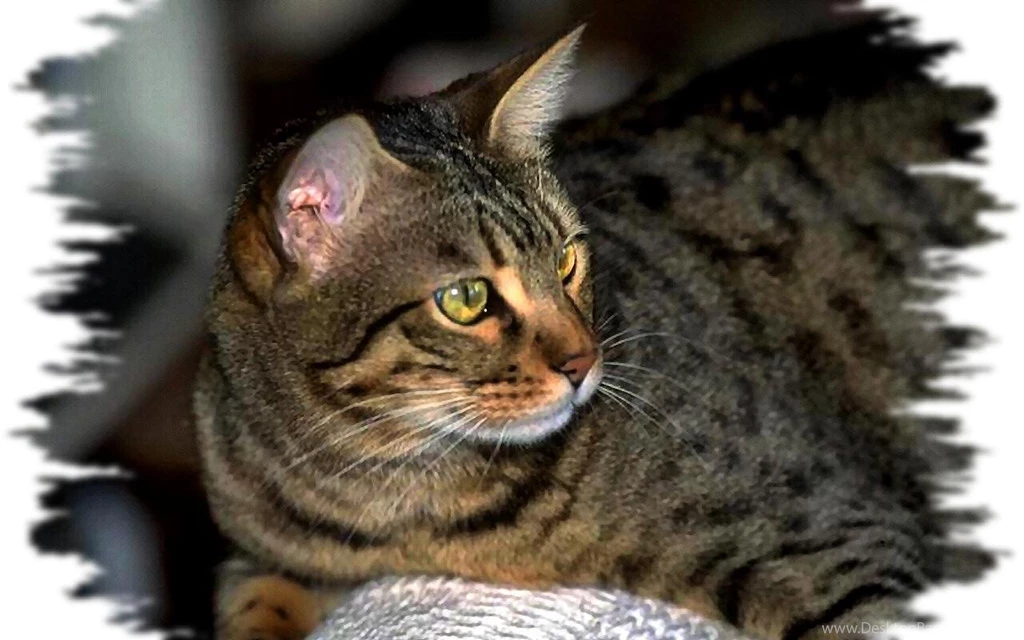 Gray Tabby Cat F (