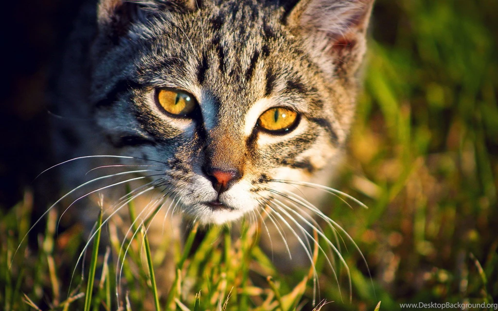 Backgrounds HD Cat Wallpapers