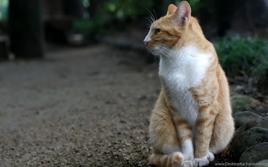 Lazy Yellow Markings Tabby Cat HD Desktop Wallpapers 3 - Animal ...