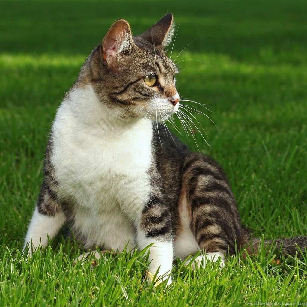 Tabby Cat – Daily Backgrounds In HD