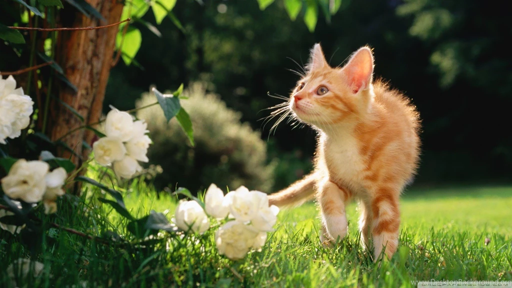Cats: Orange Tabby Kitten Cat Ginger Flower Wallpapers For Desktop ...