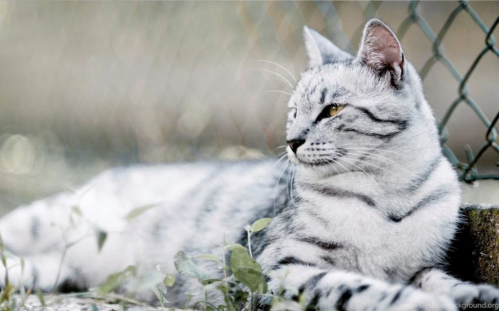 Download Wallpapers 3840x2400 Cat, Tabby, Black, Mesh, Fence, Lie ...