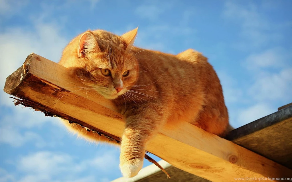 Lazy Yellow Markings Tabby Cat HD Desktop Wallpapers 11 - Animal ...