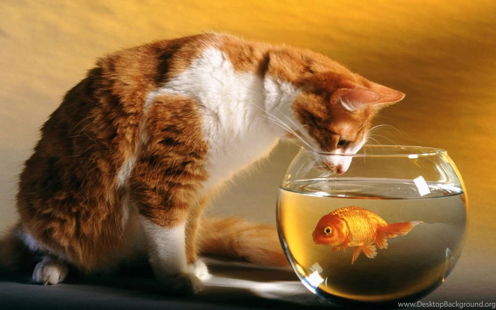 Lazy Yellow Markings Tabby Cat HD Desktop Wallpapers - Animal ...