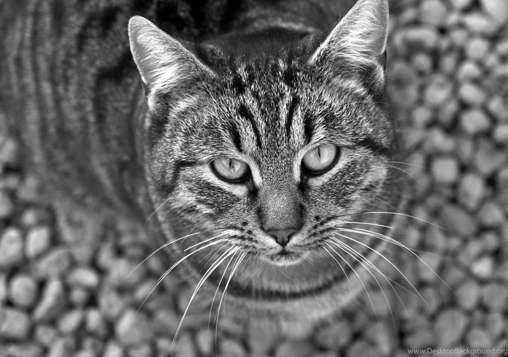 Download Wallpapers Cat, Tabby, Eyes, Black And White HD Backgrounds