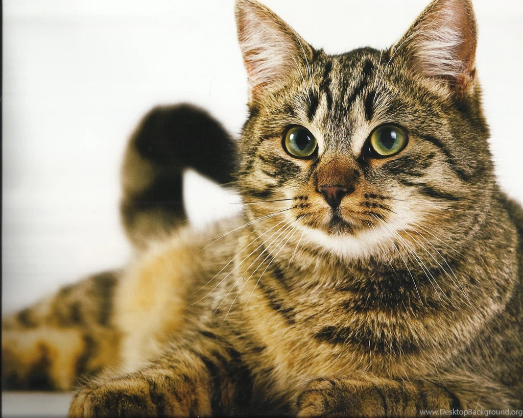 Gorgeous Eyes Tabby Cat Widescreen High Resolution Wallpapers