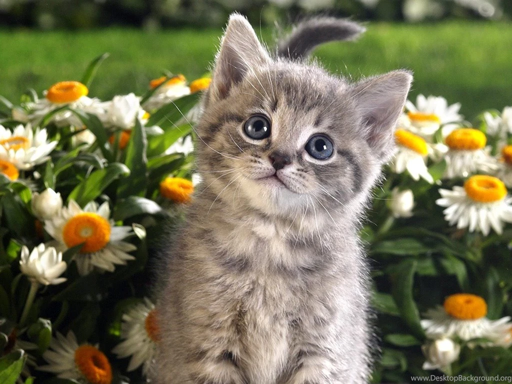 Small Tabby Cat Wallpapers 1280x960 Wallpapers Download ...