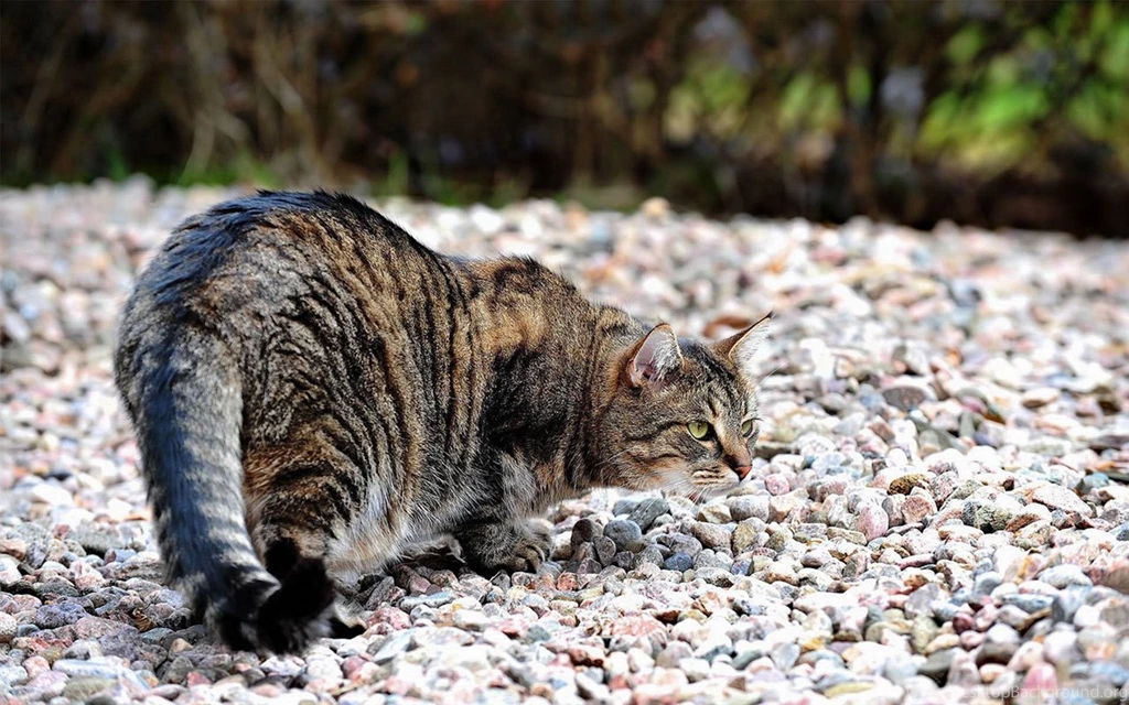 Naughty Cute Tabby Cat In The Grass Wallpapers 12 - Animal ...