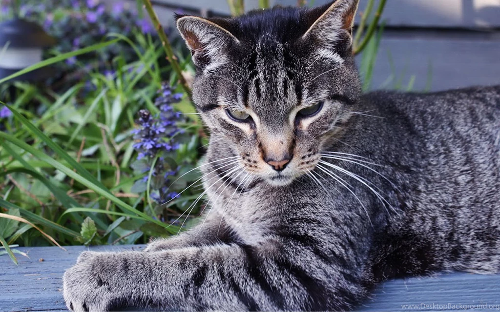 Cat In The Grass Wallpapers