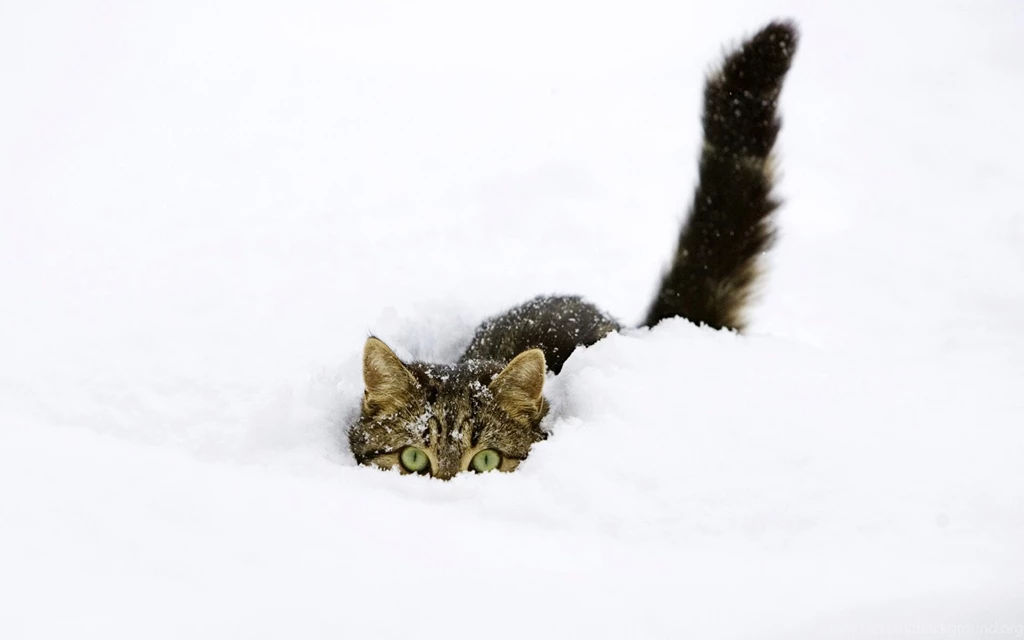 Cats: Snow Cat Cold Feline White Tabby Cute Cats Wallpapers Wide ...