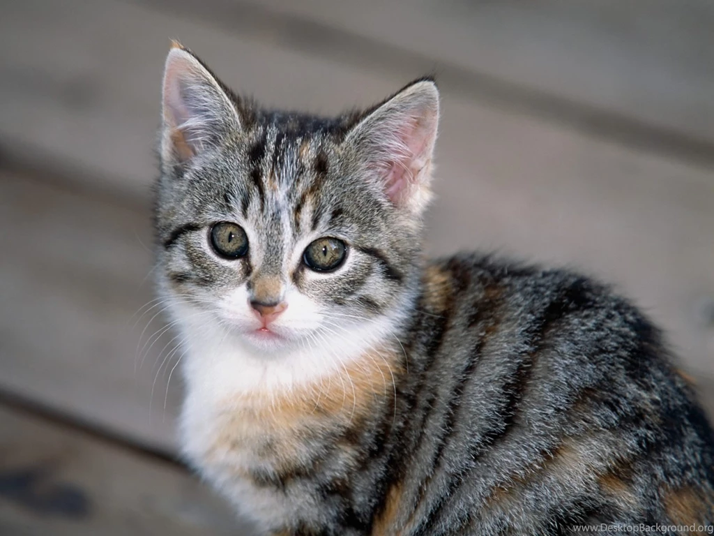 Cats Wallpapers Kitten Wallpapers Hd Widescreen Desktop 3264x2448 ...