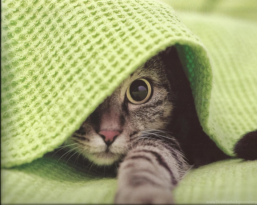 Tabby Cat Under The Blanklet (