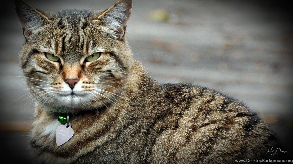 Sam Kitty Green Eyes Cat Feline Tabby Loveable Pet Cats Wallpapers ...