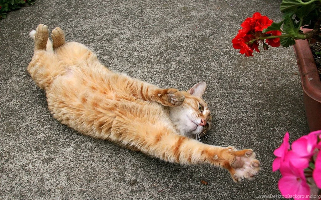 Lazy Yellow Markings Tabby Cat HD Desktop Wallpapers 4 - Animal ...