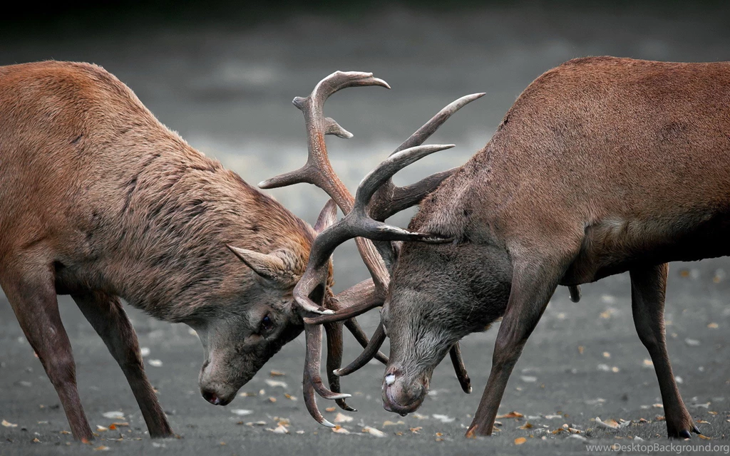 Elk Computer Wallpapers, Desktop Backgrounds