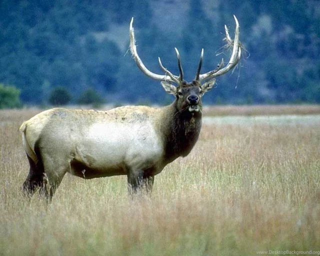 Elk Backgrounds Pictures, Good Pictures Of Elk That You Can Use As ...