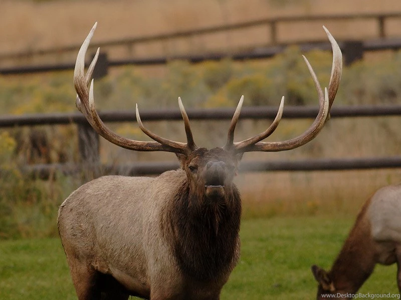 The Elk Of Yellowstone