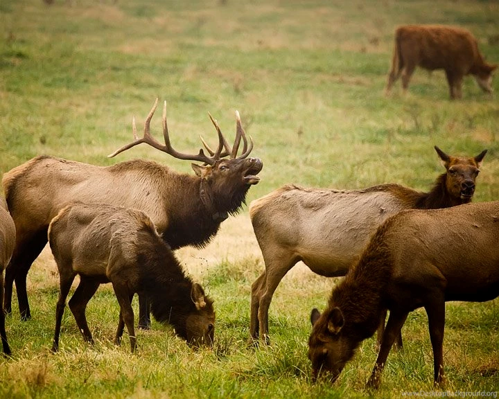 Boxley Valley Update 11/12/08 Arkansas Wildlife Photography ...