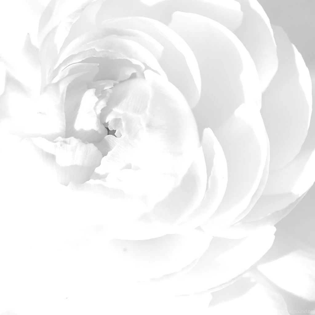 Download Wallpapers 1024x1024 White Rose, Petals, Flower, Bright ...