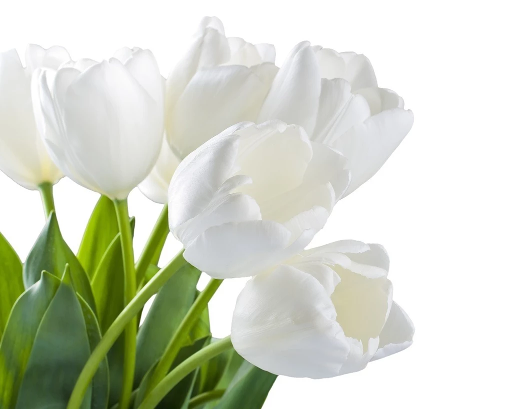Flowers: Spring White Tulips Flowers Light Floral Bright Wallpapers ...