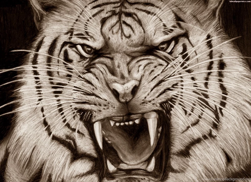 Tiger Scary Face Pencil Art HD Wallpapers