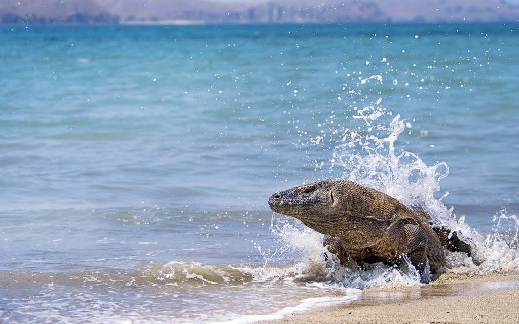 15 Komodo Dragon HD Wallpapers