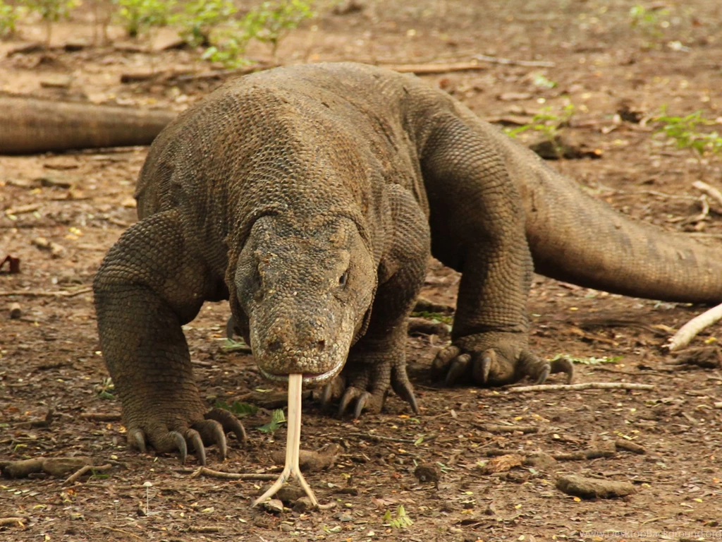 Komodo Dragon Indonesia National Animal