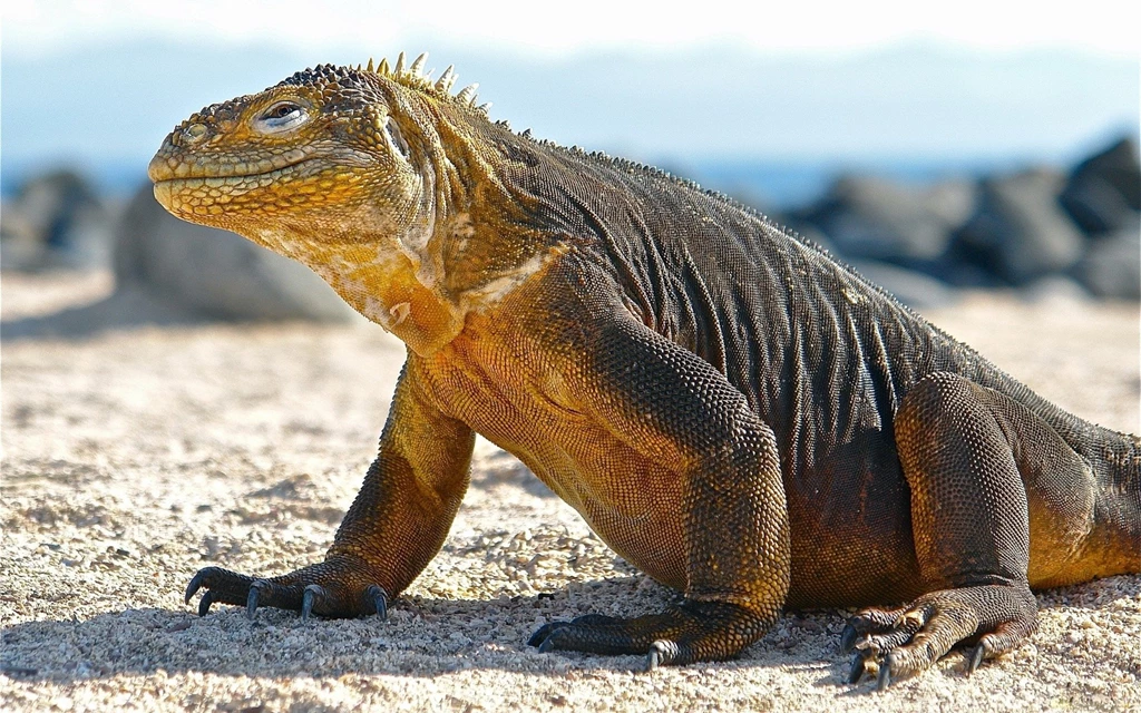 Komodo Dragon HD Wallpapers
