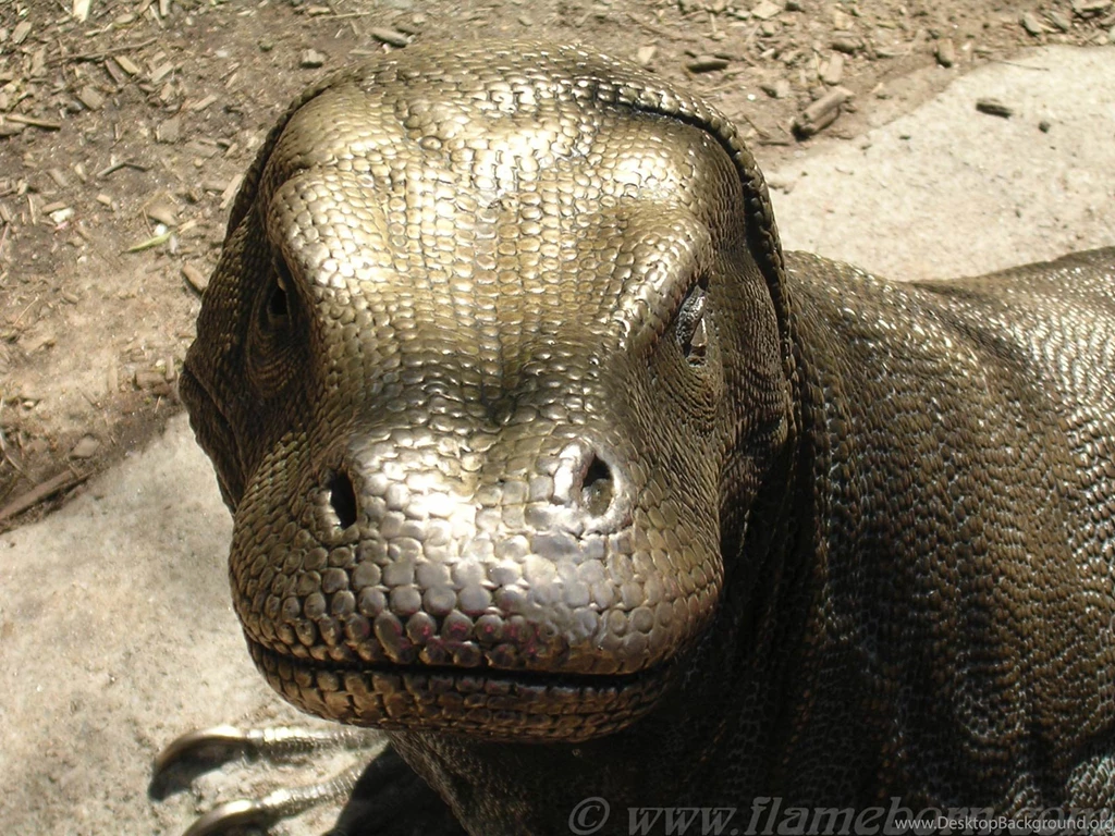 Komodo Dragon Wallpapers Animals Town