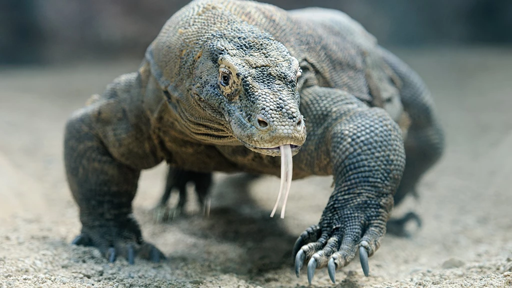 14 Quality Komodo Dragon Wallpapers, Animals
