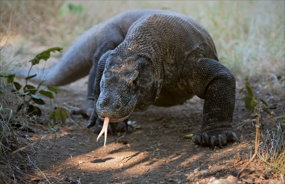 14 Quality Komodo Dragon Wallpapers, Animals
