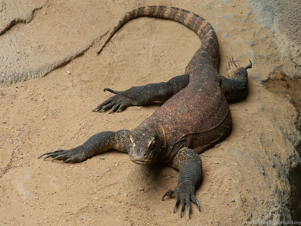 2124x990px Komodo Dragon