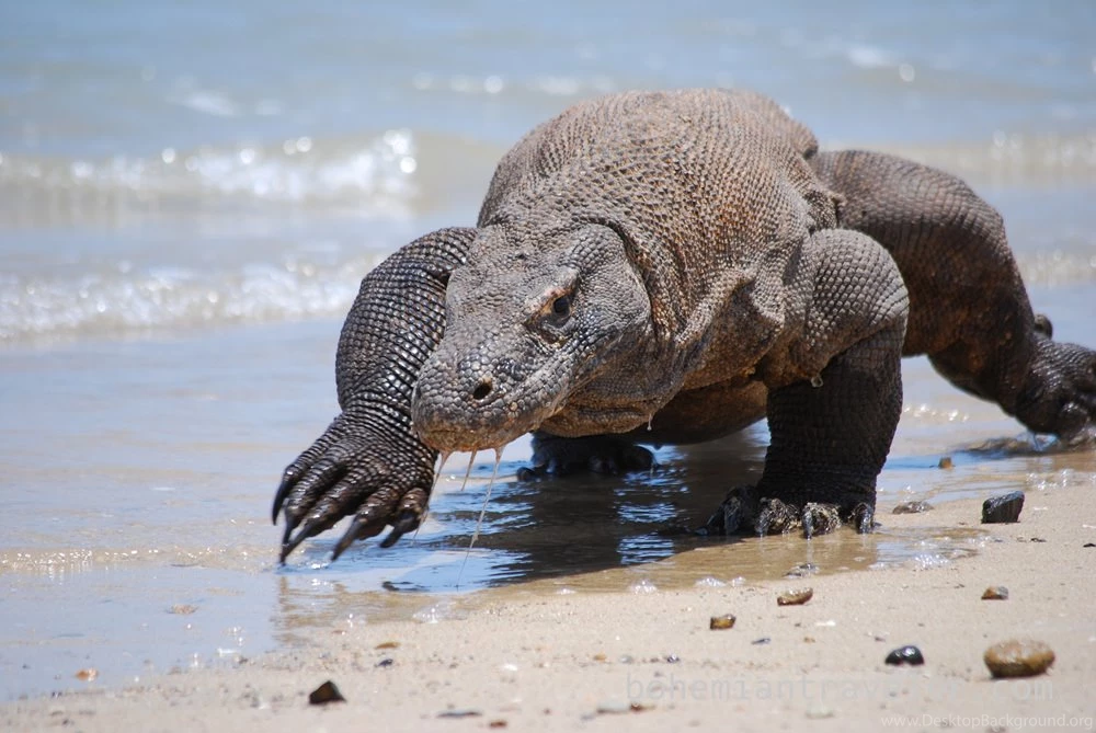 The Komodo Dragon