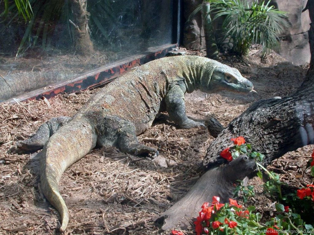Komodo Dragon HD Wallpapers