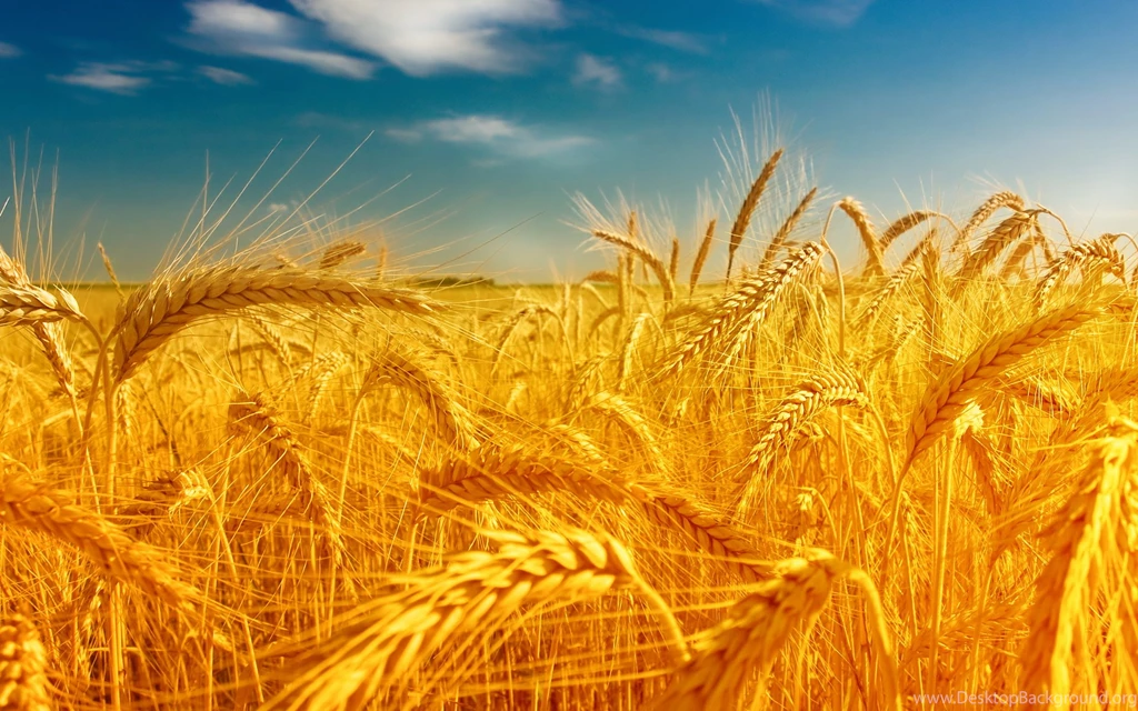 Wheat Computer Wallpapers, Desktop Backgrounds