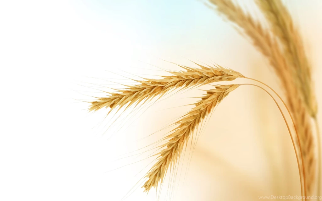 Wheat Wallpapers