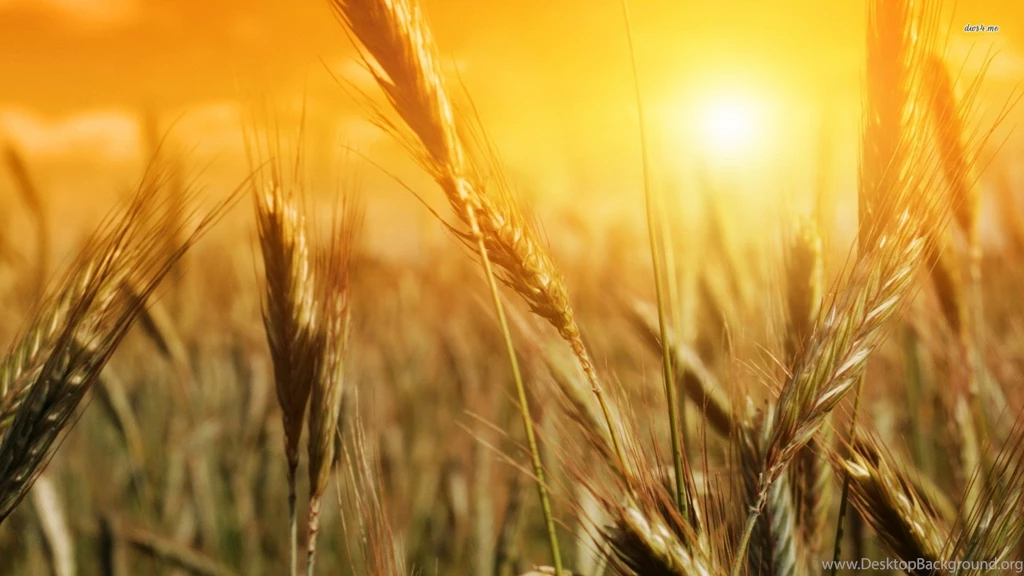 Wheat Wallpapers