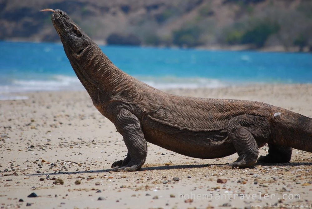 The Komodo Dragon