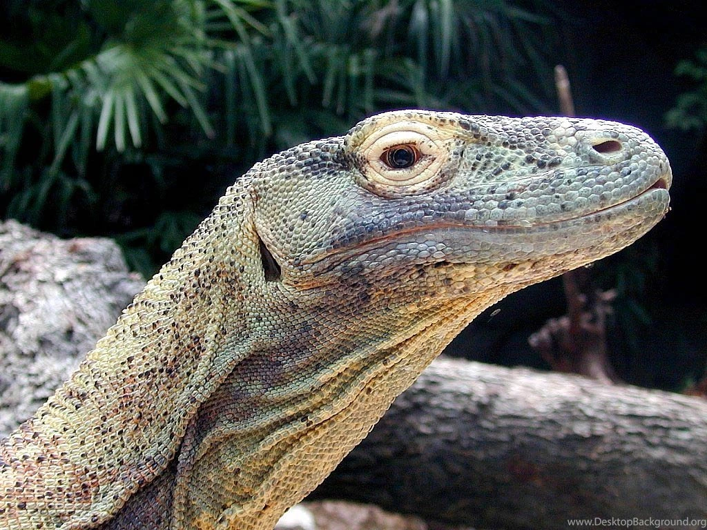 Komodo Dragon Wallpapers Animals Town