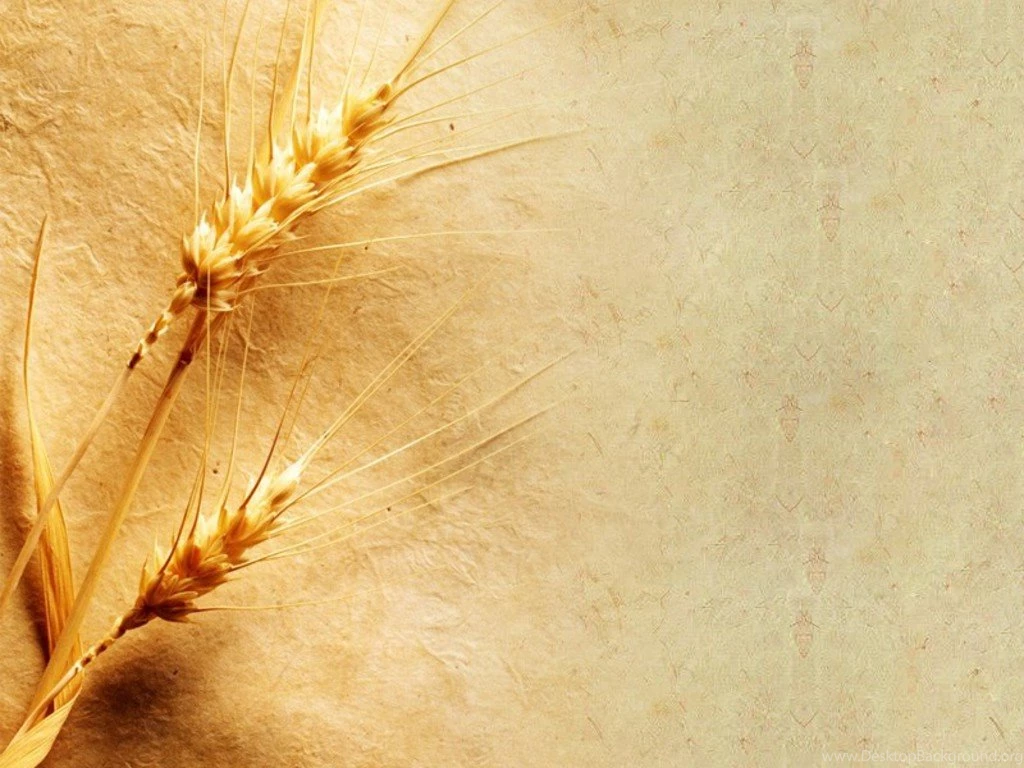 Wallpapers Wheat Grain Free Screensavers 1024x768