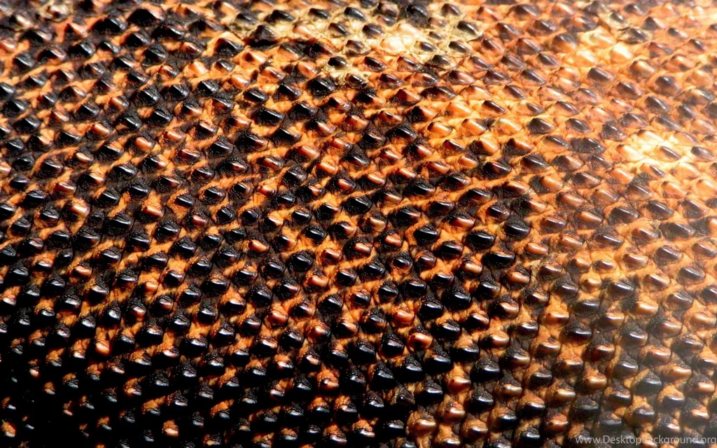 Komodo Dragons Macro Scales Wallpapers   (