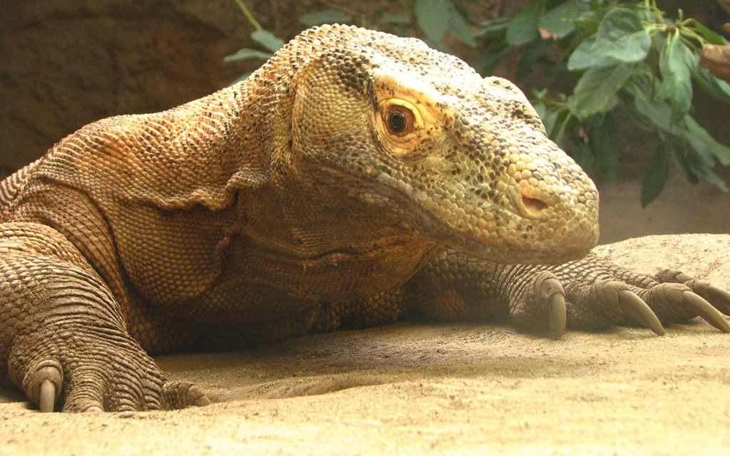15 Komodo Dragon HD Wallpapers